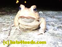 /home//u458753944/public_html/sourcegallery//Roxborough Toad Detour/2020/2020-03-20/P3200365.JPG